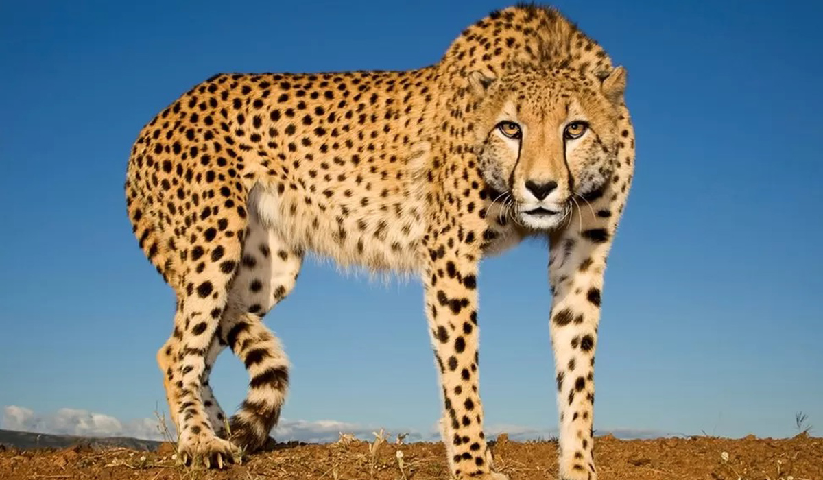 Second cheetah brought  to India from Africa dies